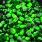 Preview: Mit grüner Futterfarbe gefärbter Mais